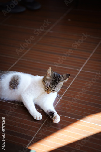Domestic Cat Relaxing on Wooden Floor in Natural Sunlight