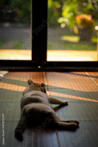 Domestic Cat Relaxing on Wooden Floor in Natural Sunlight