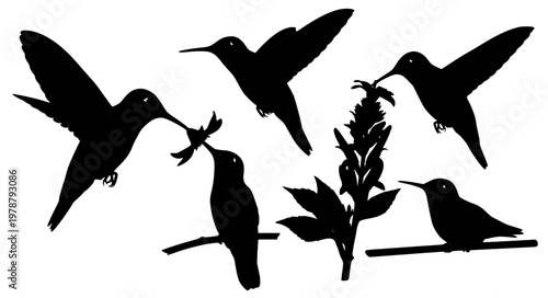 Hummingbird Pose Vector Set – Flying Hovering Feeding Silhouettes
