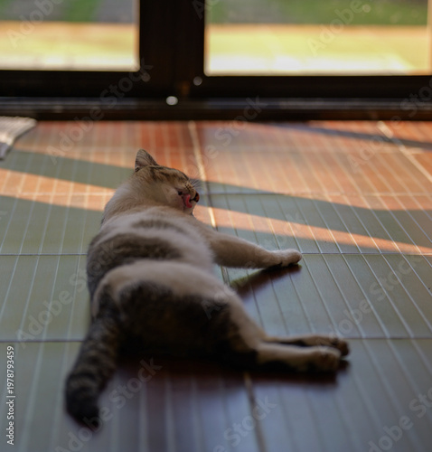 Domestic Cat Relaxing on Wooden Floor in Natural Sunlight