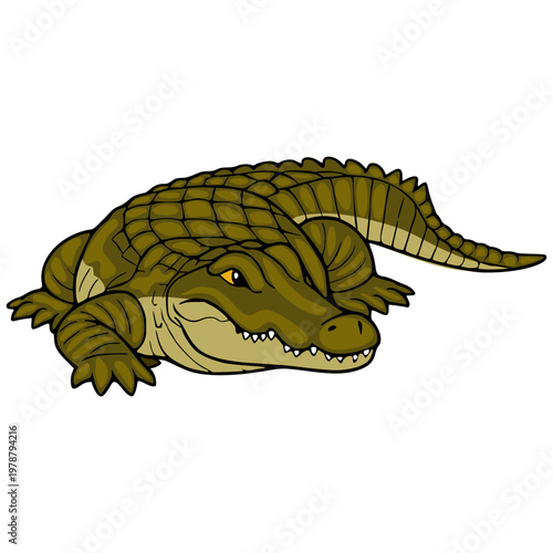 Detailed vector illustration of a green alligator with sharp teeth, isolated on white background