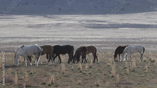 Herd of Wild Horses in the Utha Desert in Spring