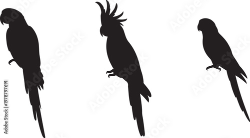 Tableau sur toile Parrot  side view silhouette set vector illustration with out background
