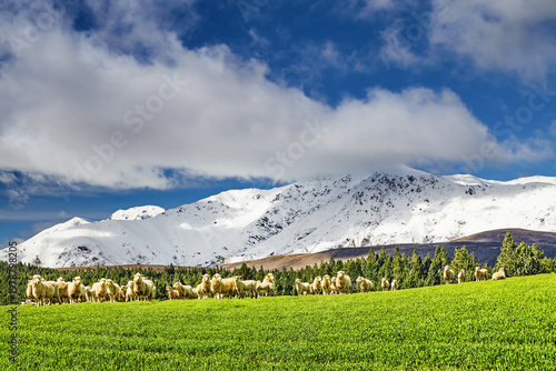 Landscape with a snowy mountains and grazing sheep