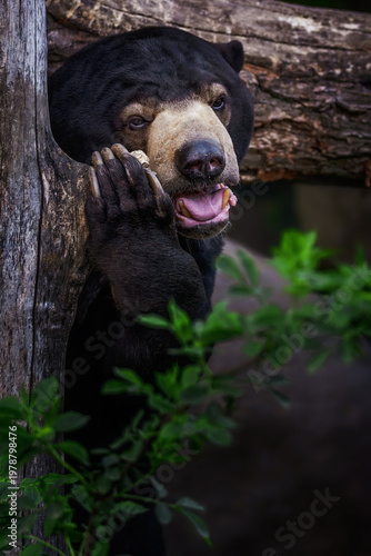Malaysian Bear (Helarctos malayanus) detail portrait