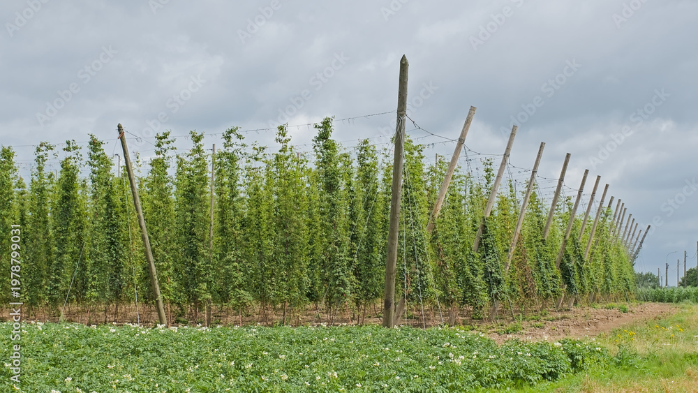 Obraz premium Hop field with green vines in early summer near Poperinge, Flanders, Belgium 