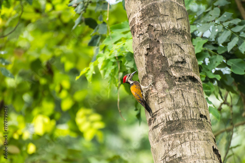 Woodpecker on coconut tree pecking tree trunk 