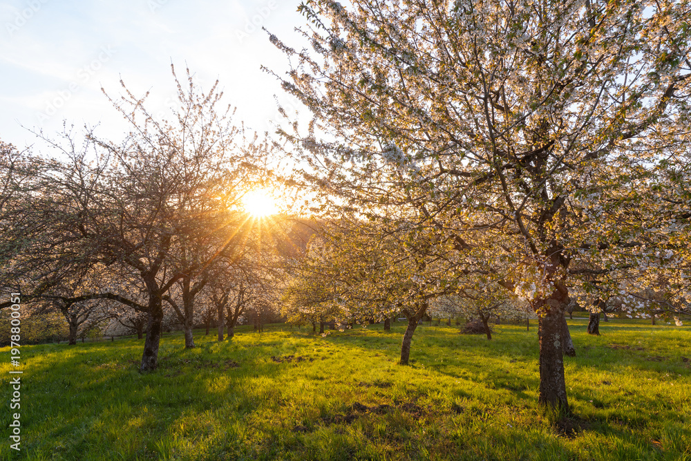 Fototapeta premium Golden sunset light illuminating blooming cherry trees (Prunus avium) in a meadow orchard. Spring landscape on the Swabian Jura. Kirchheim unter Teck, BW, Germany.