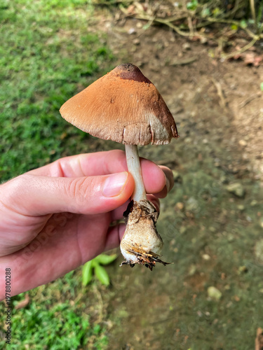Close-up of a Volvariella volvacea mushroom held by a hand