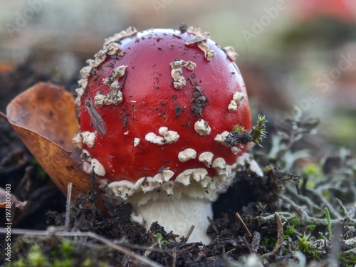 Red fly agaric mushroom with white spots growing on the dark damp forest floor ground