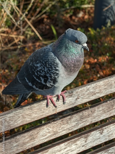 Close up portrait of a vibrant grey pigeon perched peacefully on a rustic wooden park bench