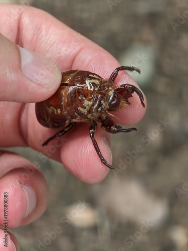 Human fingers carefully holding a brown cicada nymph shell found outdoors during a warm summer day