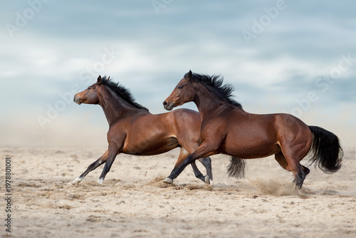 Two Bay horse free run in sand