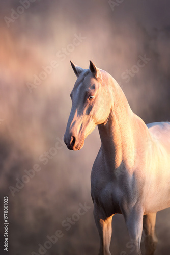 Palomino teke horse portrait