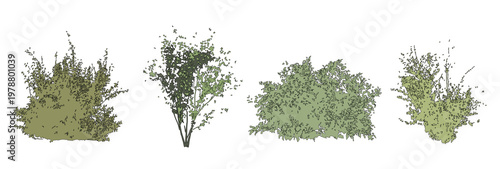 Set of colorful shrubs and bushes in elevation view for use in architectural drawings - isolated on transparent background