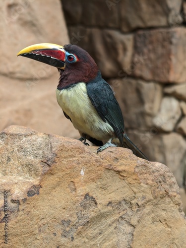 Brilliant colorful aracari bird perched on a large rock showing its unique yellow and red beak