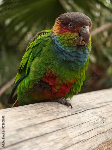 Vibrant colorful parrot with dark brown head feathers resting gracefully upon a rustic wooden branch perch