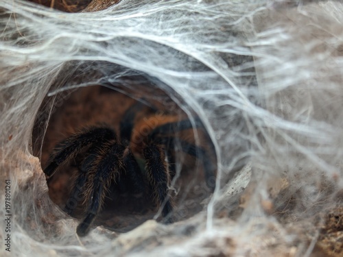 Mexican red rump tarantula waiting patiently inside of a dense and intricately woven silk funnel web