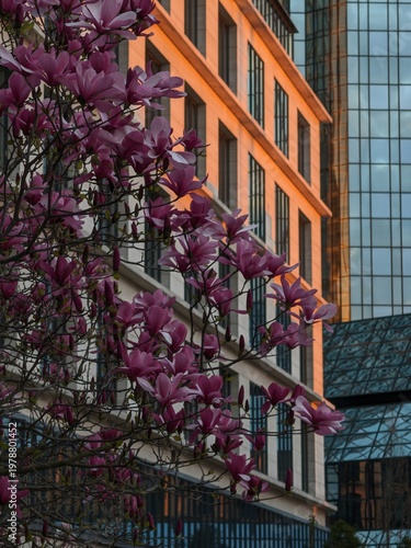 Beautiful vibrant pink magnolia flowers bloom brightly in front of a modern city office building facade