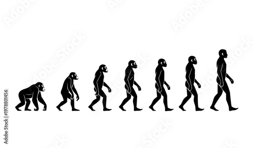 Human evolution stages vector from ape to modern man educational illustration