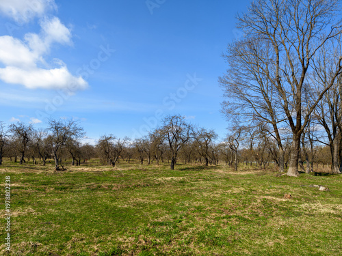Old orchard with bare trees and green grass under a clear blue sky during the early spring season.