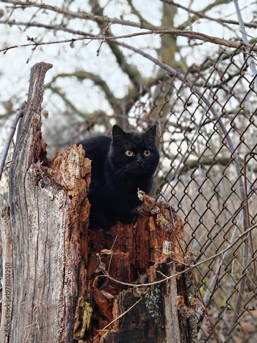 A mysterious black cat with bright yellow eyes peeks out from a weathered tree stump outdoors