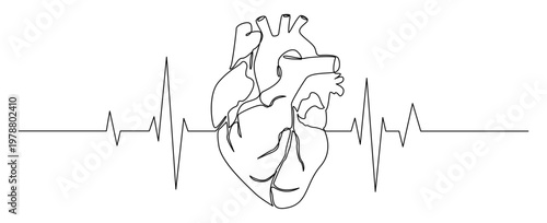 Continuous monoline illustration of human heart anatomy integrated with ECG heartbeat lines. Ideal for healthcare, hospitals, clinics, medical presentations, etc.