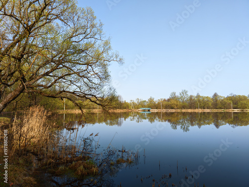 Calm water reflects the surrounding spring trees and clear blue sky during a peaceful sunny day