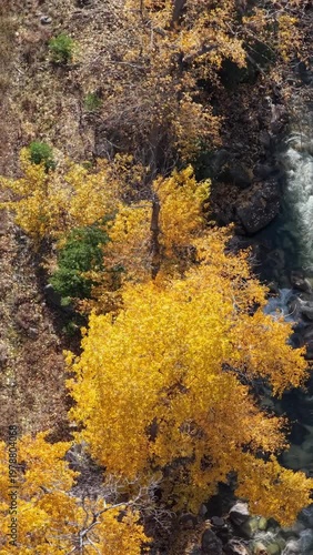 Vibrant Yellow Autumn Tree Adorns a Rushing River in British Columbia, Canada's Scenic Wilderness