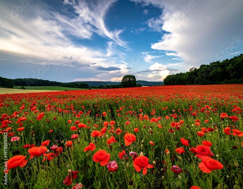 Vast field of vibrant red poppies under a dramatic sky with billowing white and gray clouds. A distant tree stands centered