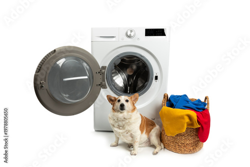 Cute dog sitting near washing machine and laundry basket isolated on white background. Home laundry concept. Home appliance laundry concept. Household appliances. Banner. Design.