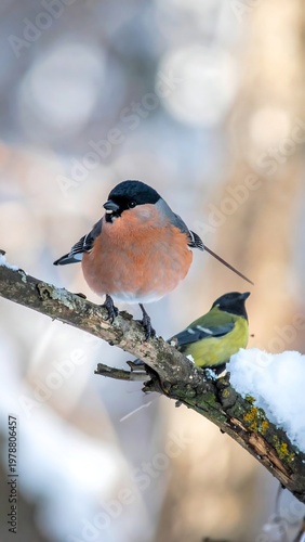 A vibrant shot of two birds perched on a snow-covered branch in a blurred, natural winter background. They display unique colors