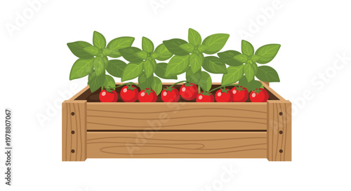Meticulous vector illustration of a rustic wooden crate overflowing with flourishing green tomato plants and clusters of ripe red fruit on a white background.