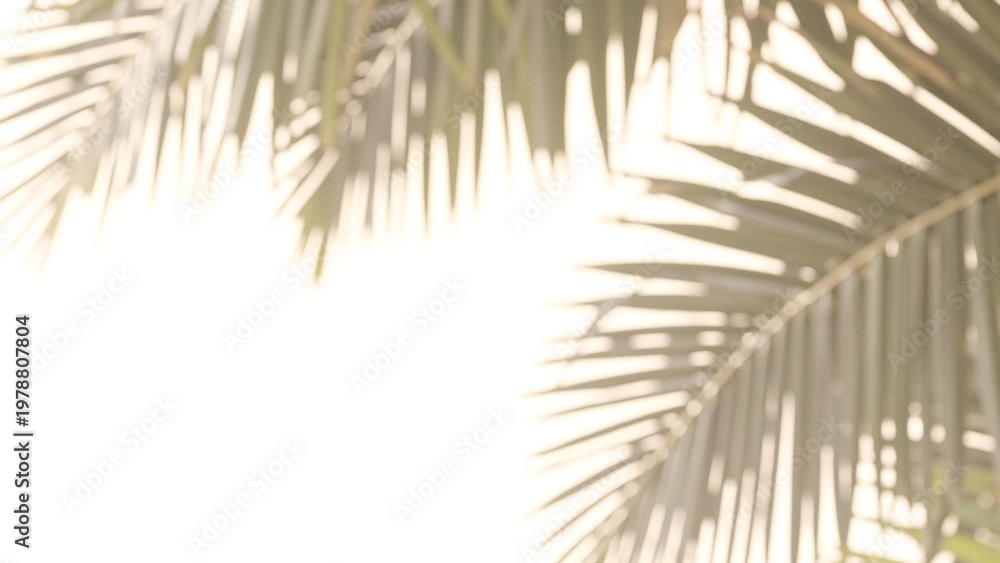 Fototapeta premium Tropical Palm Leaf Shadow Overlay Effect