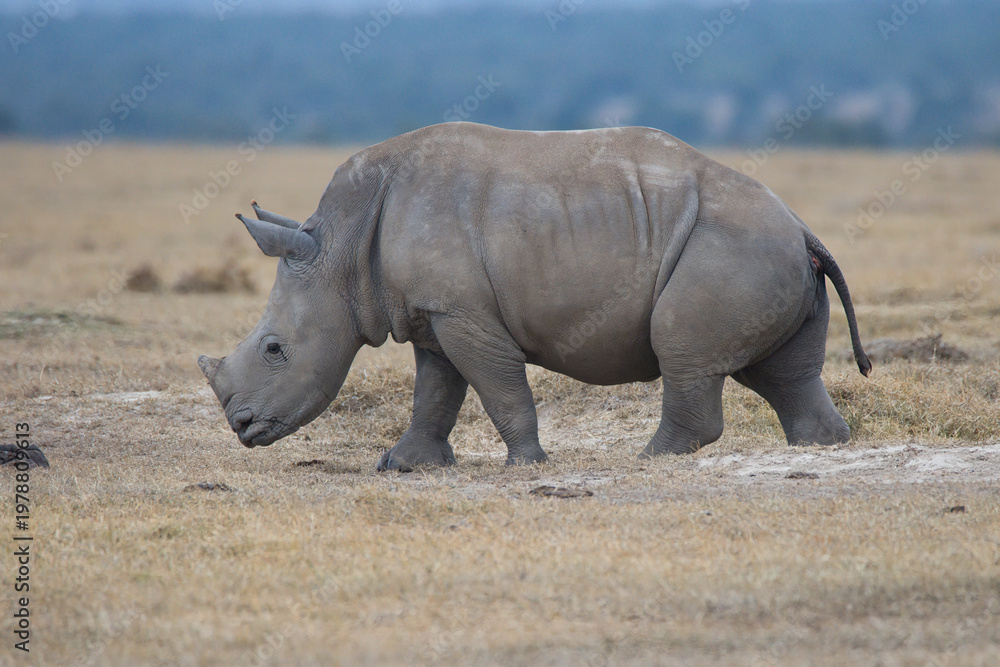 Obraz premium Rhinoceros at the Ol Pejeta Conservancy in Kenya.