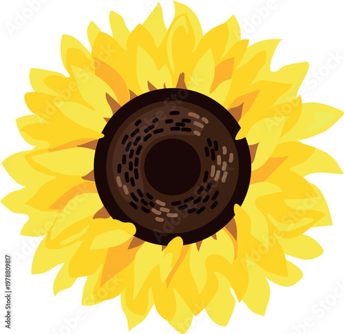 Sun flower head top view illustration, bright yellow floral element isolated