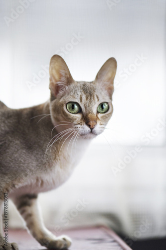 Singapura Cat in her Home