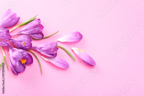 Beautiful crocus flowers on pink background, flat lay. Space for text