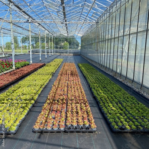 Fotografi A large glass greenhouse with flowers in the Netherlands