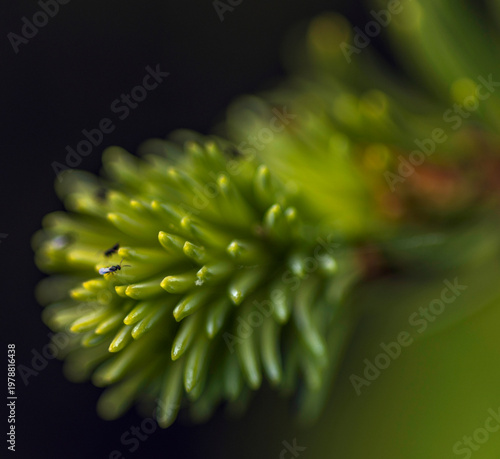 Aiguilles de pin de montagne à Brénod, Ain, France