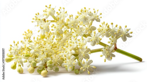White Blossom Cluster on Green Stem