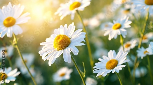Bright Daisies Bloom Under Sunlight in a Garden During Spring Season