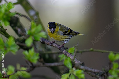 Male Siskin.