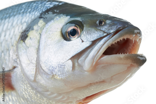 Close up portrait of a fresh raw fish head showing sharp teeth and scales isolated on white