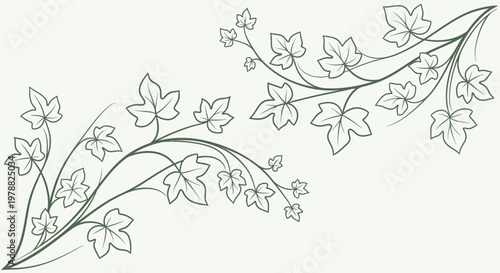 Elegant hand drawn ivy vine flourishes for decorative design elements.