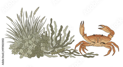Brown crab with seaweed underwater.
