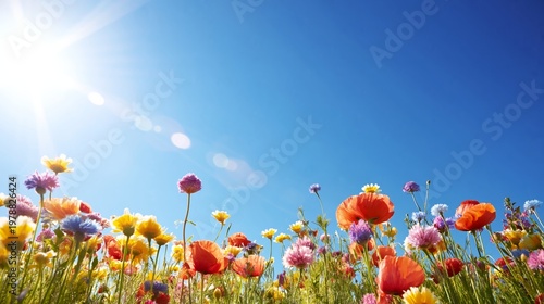 Bright Flowers Under the Sun With Clear Blue Sky in a Field During Spring Time