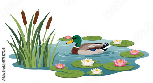 Duck swimming on pond water surface.