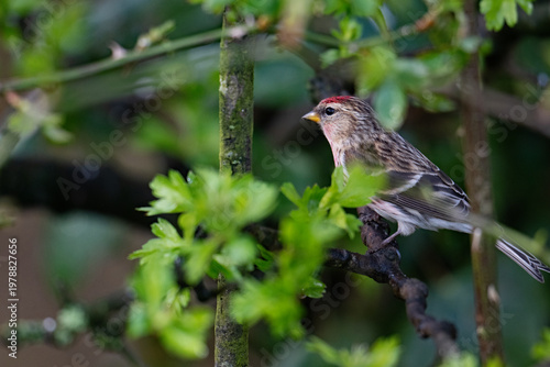 Redpoll in Scottish woodland.
