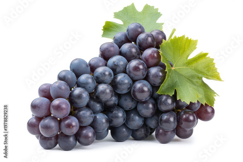 A large bunch of fresh dark purple grapes with green leaves isolated on a white background